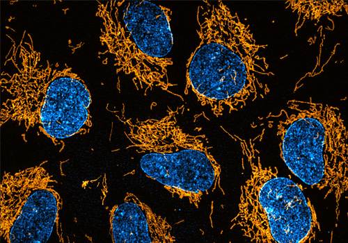 DeepSim - RPE-1 cells