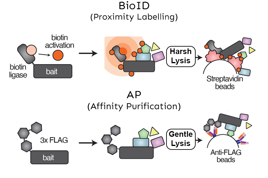 Protein-protein interaction